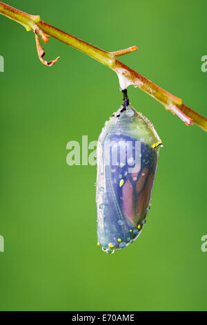 Farfalla monarca, Danaus plexippus, pupa pendente da un ramo è vicino alla schiusa. Foto Stock