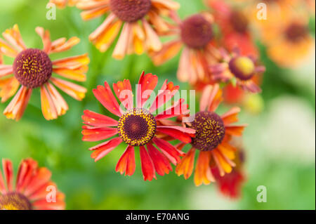 Rosso brillante helenium fiori nel giardino Foto Stock