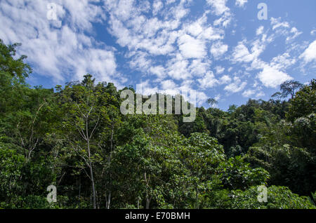 Tingo Maria parco nazionale.foresta di pioggia nel dipartimento di huanuco. Perù. Foto Stock