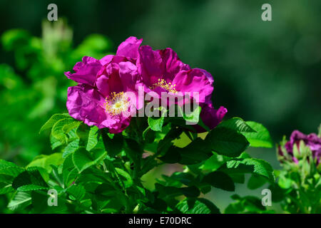 Bellissimi fiori rosa rosa nel sole luminoso closeup Foto Stock
