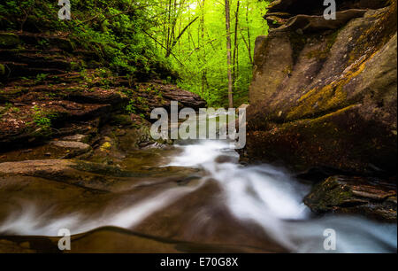 Cucina Creek cascades a valle attraverso Glen Leigh, Ricketts Glen State Park, Pennsylvania. Foto Stock
