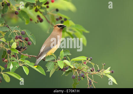 Cedar Waxwing uccello songbird in Serviceberry Tree Ornitologia Scienza natura natura ambiente naturale Foto Stock