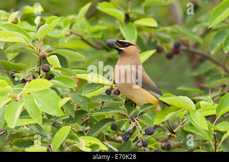 Cedar Waxwing uccello Songbird in Serviceberry Tree Ornitologia Scienza natura natura ambiente naturale Foto Stock