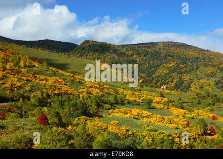 Alcune foglie colorate in Hachimantai Foto Stock