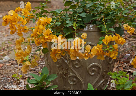 Cluster di vivid giallo / arancio fiori e fogliame verde del bambino Bougainvillea 'Siggl' in grandi decorativo vaso in ceramica Foto Stock