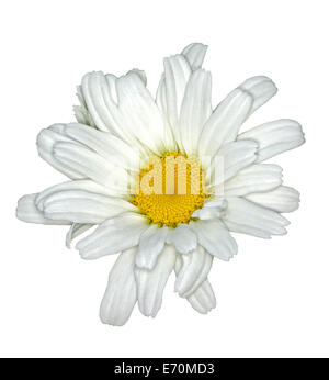 Fiori bianchi di Leucanthemun "Daisy può' - Shasta Daisy con centro giallo contro sfondo bianco Foto Stock