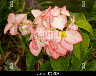 Cluster di minuscoli fiori gialli circondato da enormi e di un bel colore rosa delle brattee e il verde delle foglie di arbusti Mussaenda "Queen Sirikit' Foto Stock