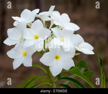 Cluster di bianco fiori profumati e il verde intenso del fogliame arbusto sempreverde Plumeria pudica 'amore sempiterno' - frangipani Foto Stock