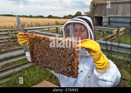 Un apicoltore di donna controllare le celle di covata su un telaio dal suo alveare Foto Stock