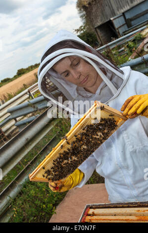 Un apicoltore di donna esaminando il miele frame da uno dei suoi alveari. Queste sono le strutture in cui le api miele del negozio Foto Stock