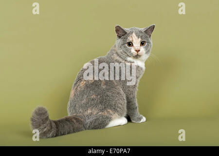 British Shorthair cat, gattino, 18 settimane, mantello di colore blu, crema e bianco Foto Stock