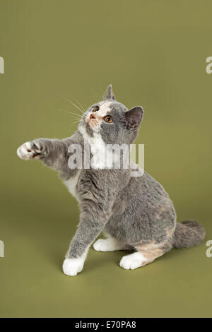 British Shorthair cat, gattino, 18 settimane, mantello di colore blu, crema e bianco, con una zampa sollevata Foto Stock