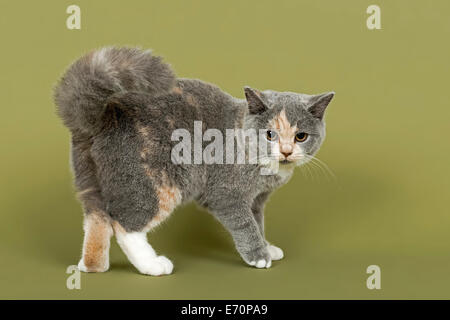 British Shorthair cat, gattino, 18 settimane, mantello di colore blu, crema e bianco Foto Stock