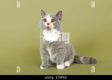 British Shorthair cat, gattino, 18 settimane, mantello di colore blu, crema e bianco Foto Stock