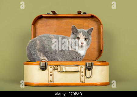 British Shorthair cat, gattino, 18 settimane, mantello di colore blu, crema e bianco, in valigia Foto Stock