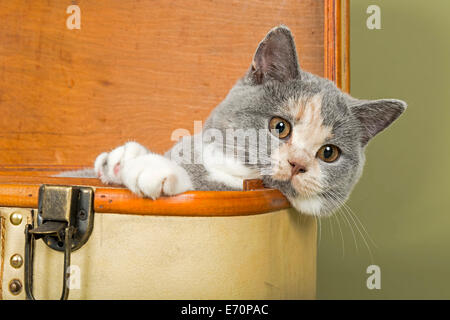 British Shorthair cat, gattino, 18 settimane, mantello di colore blu, crema e bianco, in valigia Foto Stock