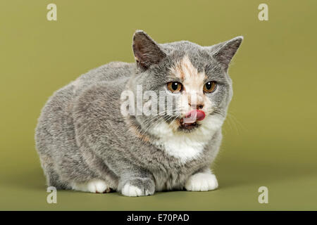 British Shorthair cat, gattino, 18 settimane, mantello di colore blu, crema e bianco Foto Stock