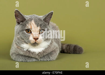 British Shorthair cat, gattino, 18 settimane, mantello di colore blu, crema e bianco Foto Stock