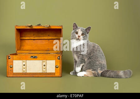 British Shorthair cat, gattino, 18 settimane, mantello di colore blu, crema e bianco, accanto a un tesoro Foto Stock