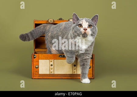 British Shorthair kitten, 18 settimane, colori blu e crema e bianco Foto Stock