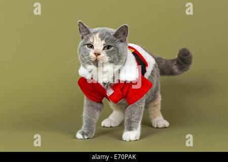 British Shorthair kitten, 18 settimane, colori blu e crema e bianco Foto Stock