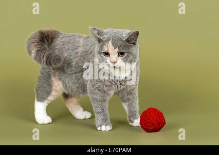 British Shorthair kitten, 18 settimane, colori blu e crema e bianco, con una sfera di filato Foto Stock