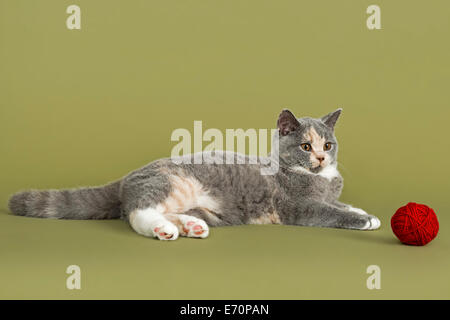 British Shorthair kitten, 18 settimane, colori blu e crema e bianco, con una sfera di filato Foto Stock