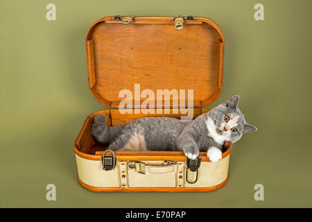 British Shorthair cat, gattino, 18 settimane, mantello di colore blu, crema e bianco, in valigia Foto Stock