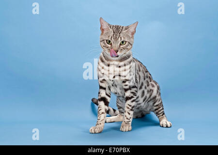 Gatto bengala, Tomcat, 14 mesi, mantello di colore argento macchiato Foto Stock