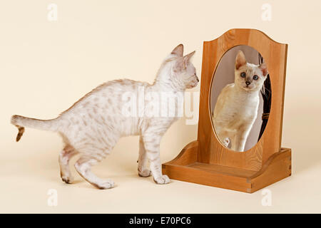 Gatto bengala, il mantello di colore neve, 16 settimane, guardando a se stessa nello specchio Foto Stock