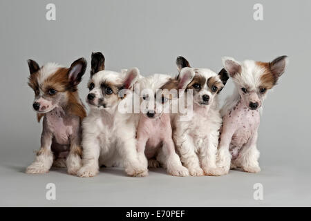 Cinque crestato cinese cani, priva di peli e polvere puff, cuccioli, 7 settimane Foto Stock