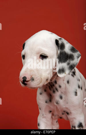 Dalmazia, cucciolo, 6 settimane Foto Stock