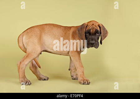 Alano, cucciolo, 9 settimane, fulvo Foto Stock