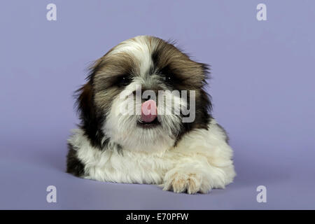 Shih Tzu cucciolo, dieci settimane, oro bianco Foto Stock