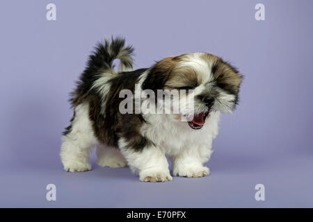 Shih Tzu cuccioli, dieci settimane, oro bianco Foto Stock