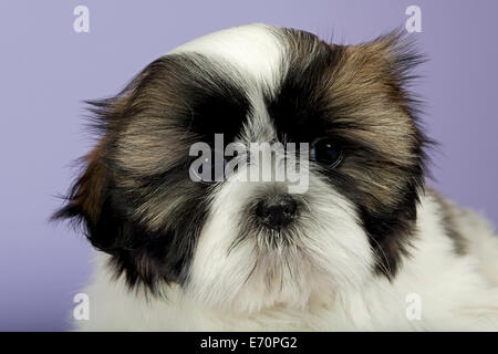 Shih Tzu cucciolo, dieci settimane, oro bianco Foto Stock