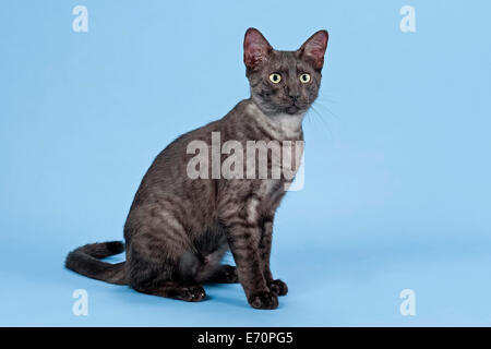 Mau Egiziano, Gatto di razza, gattino, colore nero fumo Foto Stock