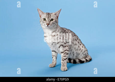 Mau Egiziano, razza di gatto, Gatto, 14 mesi, colore silver spotted Foto Stock