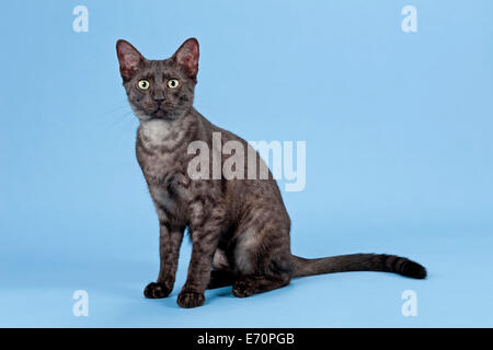 Mau Egiziano, Gatto di razza, gattino, colore nero fumo Foto Stock