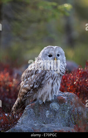 Habichtskauz Allocco degli Urali strix uralensis seduta Foto Stock