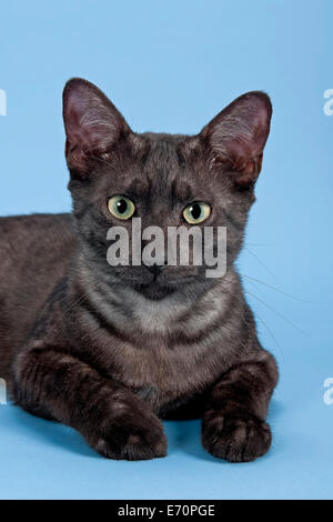 Mau Egiziano, Gatto di razza, gattino, colore nero fumo Foto Stock