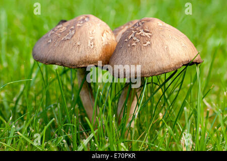 Legno squamosa di funghi (Agaricus silvaticus), Amager, Danimarca Foto Stock