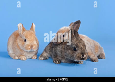 Tre conigli domestici (oryctolagus cuniculus forma domestica) Foto Stock