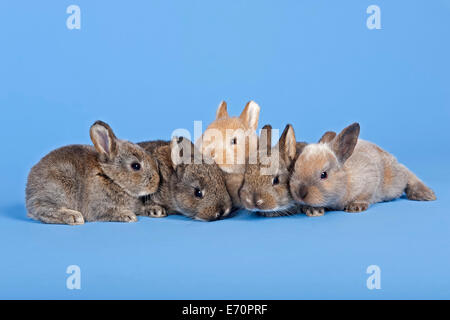 Cinque conigli domestici (oryctolagus cuniculus forma domestica) Foto Stock