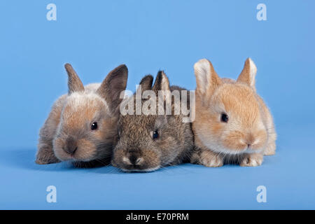 Tre conigli domestici (oryctolagus cuniculus forma domestica) Foto Stock