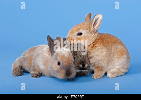 Tre conigli domestici (oryctolagus cuniculus forma domestica) Foto Stock