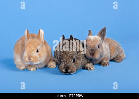 Tre conigli domestici (oryctolagus cuniculus forma domestica) Foto Stock