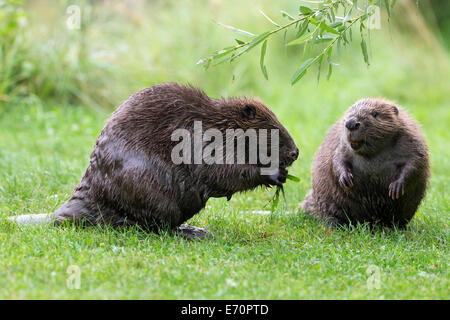 Eurasian castoro (Castor fiber), una alimentazione su un ramo di salice, Tirolo, Austria Foto Stock