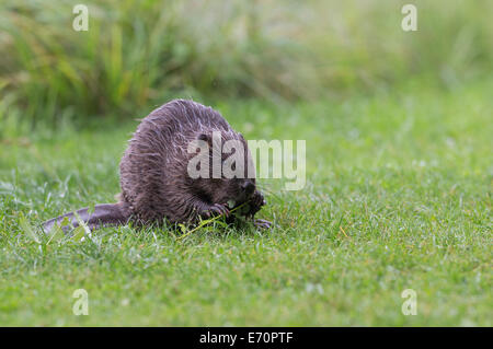 Eurasian castoro (Castor fiber) alimentazione su un ramo di salice, Tirolo, Austria Foto Stock