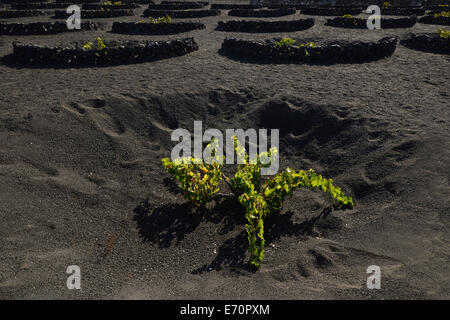 In tutto il mondo viticoltura unica, vigneti che crescono in dry box su ceneri vulcaniche, lava, regione vinicola di Geria, Lanzarote Foto Stock